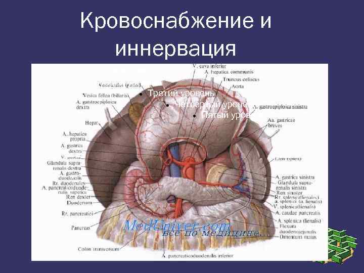 Кровоснабжение и иннервация Образец текста Второй уровень Третий уровень Четвертый уровень Пятый уровень 