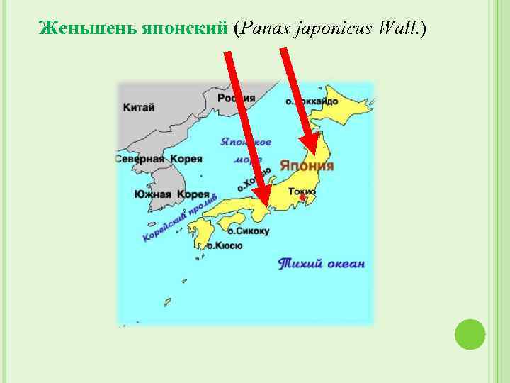 Женьшень японский (Panax japonicus Wall. ) 