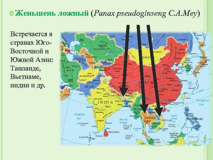  Женьшень Встречается в странах Юго. Восточной и Южной Азии: Таиланде, Вьетнаме, индии и