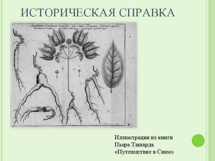 ИСТОРИЧЕСКАЯ СПРАВКА Иллюстрация из книги Пьера Ташарда «Путешествие в Сиам» 