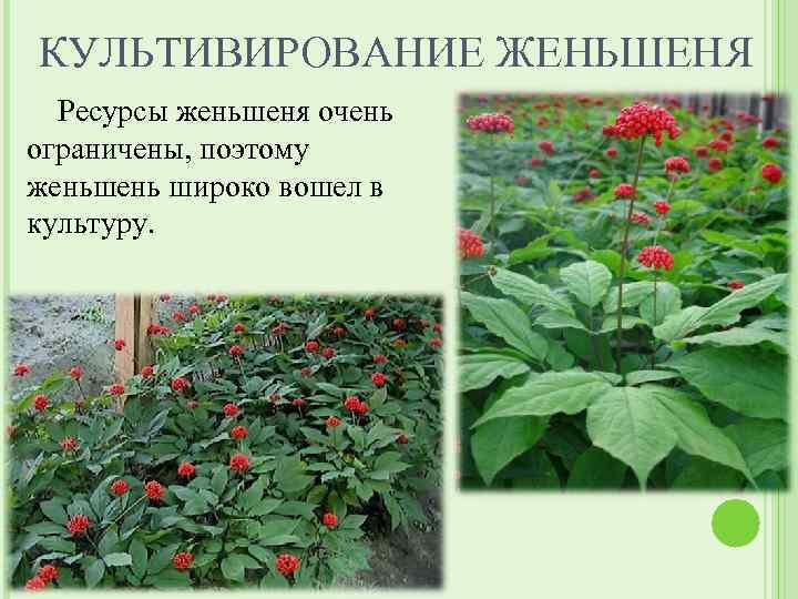 КУЛЬТИВИРОВАНИЕ ЖЕНЬШЕНЯ Ресурсы женьшеня очень ограничены, поэтому женьшень широко вошел в культуру. 