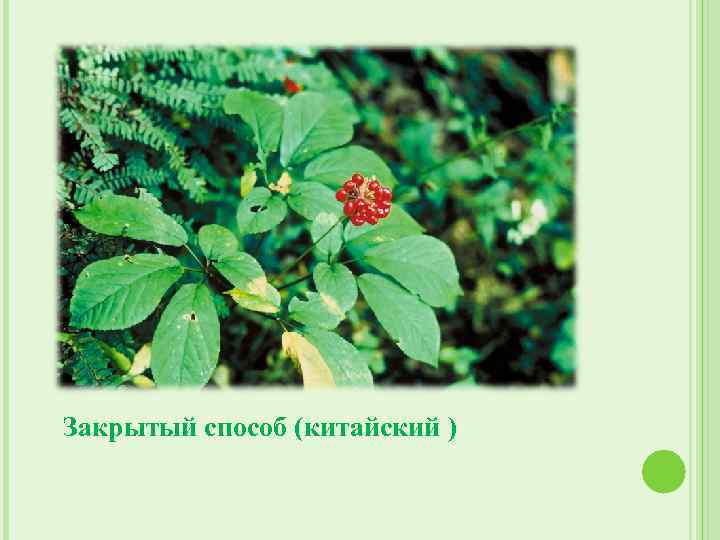 Закрытый способ (китайский ) 