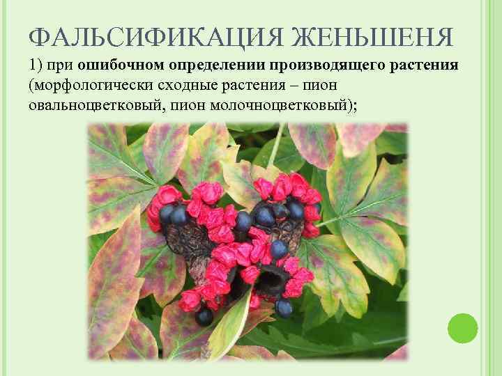 ФАЛЬСИФИКАЦИЯ ЖЕНЬШЕНЯ 1) при ошибочном определении производящего растения (морфологически сходные растения – пион овальноцветковый,