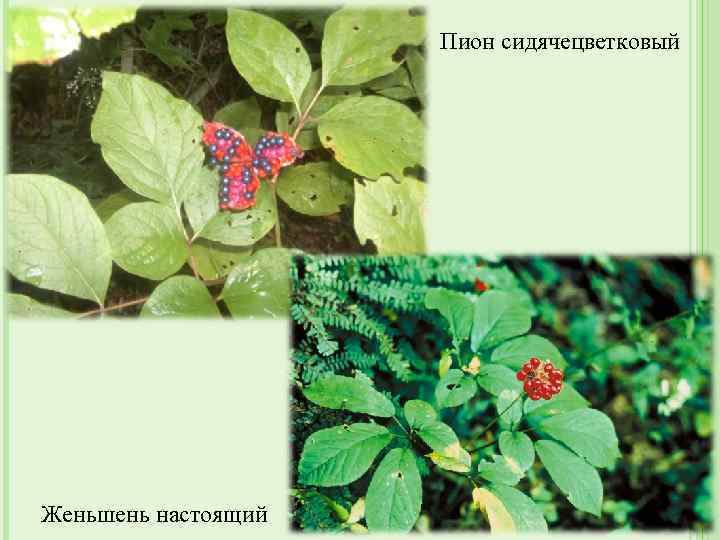 Пион сидячецветковый Женьшень настоящий 