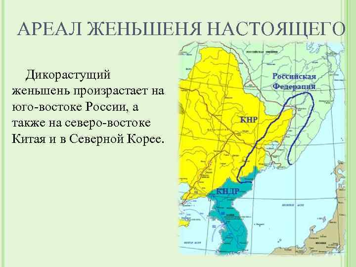 АРЕАЛ ЖЕНЬШЕНЯ НАСТОЯЩЕГО Дикорастущий женьшень произрастает на юго-востоке России, а также на северо-востоке Китая