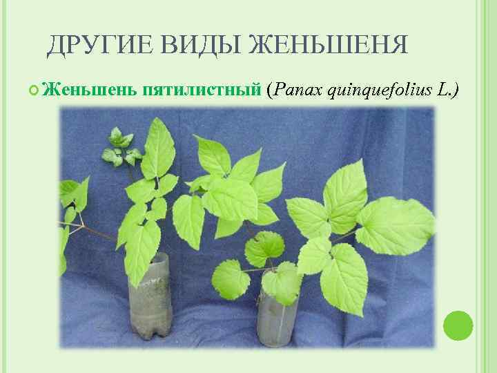 ДРУГИЕ ВИДЫ ЖЕНЬШЕНЯ Женьшень пятилистный (Panax quinquefolius L. ) 