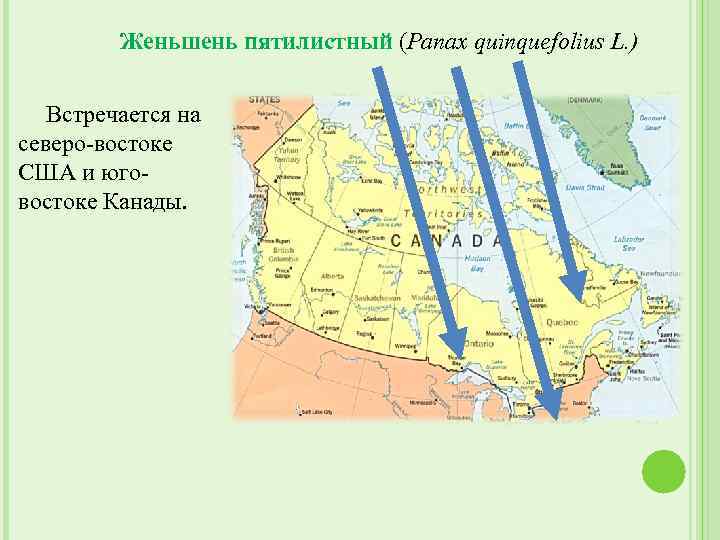 Женьшень пятилистный (Panax quinquefolius L. ) Встречается на северо-востоке США и юговостоке Канады. 
