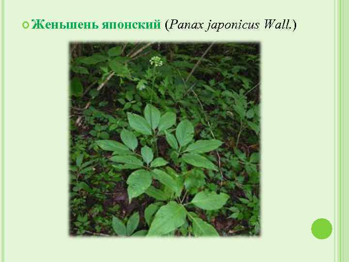  Женьшень японский (Panax japonicus Wall. ) 