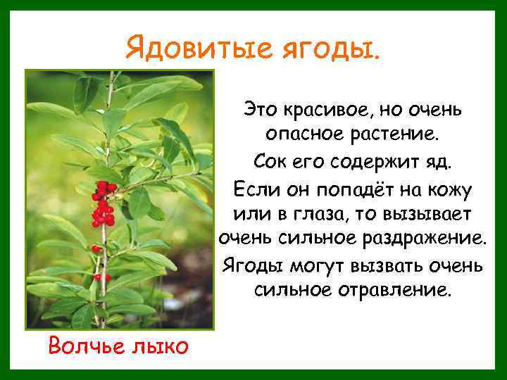 Ядовитые ягоды. Это красивое, но очень опасное растение. Сок его содержит яд. Если он