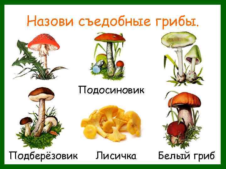Назови съедобные грибы. Подосиновик Подберёзовик Лисичка Белый гриб 