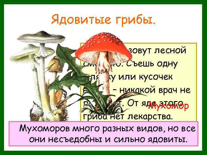 Ядовитые грибы. Этот гриб зовут лесной смертью. Съешь одну шляпку или кусочек ножки –