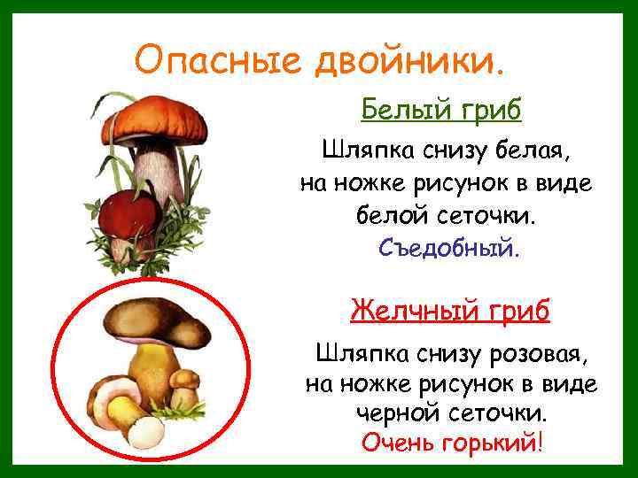 Опасные двойники. Белый гриб Шляпка снизу белая, на ножке рисунок в виде белой сеточки.