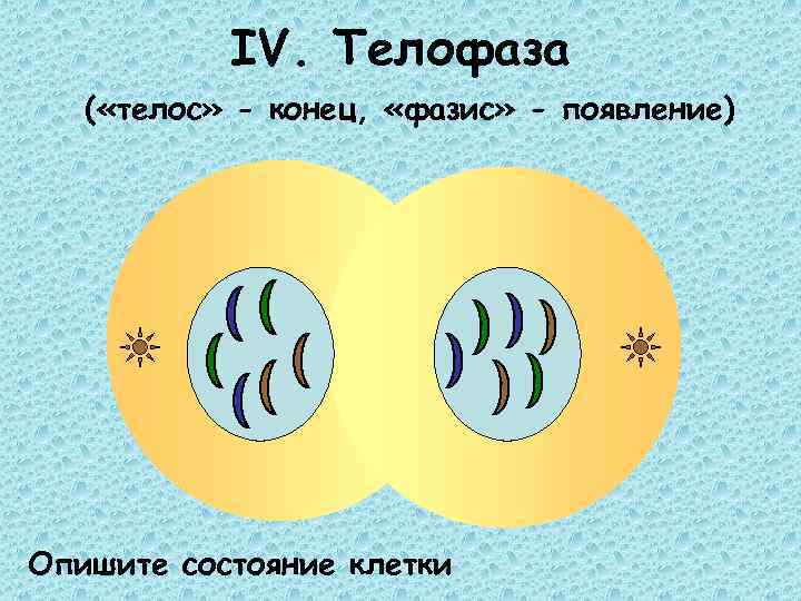 IV. Телофаза ( «телос» - конец, «фазис» - появление) Опишите состояние клетки 