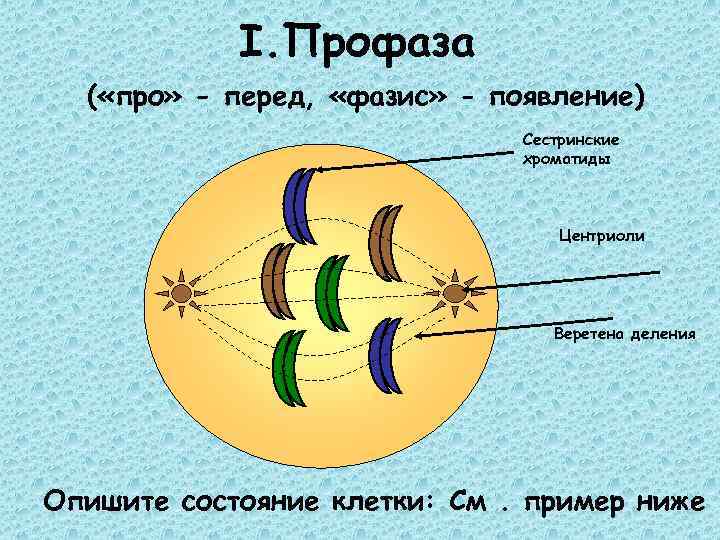 I. Профаза ( «про» - перед, «фазис» - появление) Сестринские хроматиды Центриоли Веретена деления