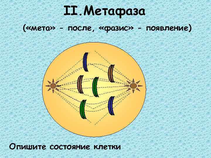 II. Метафаза ( «мета» - после, «фазис» - появление) Опишите состояние клетки 