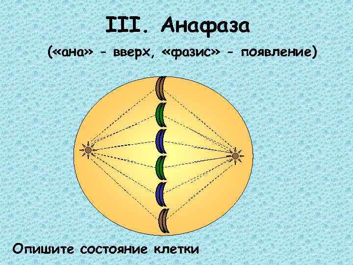 III. Анафаза ( «ана» - вверх, «фазис» - появление) Опишите состояние клетки 