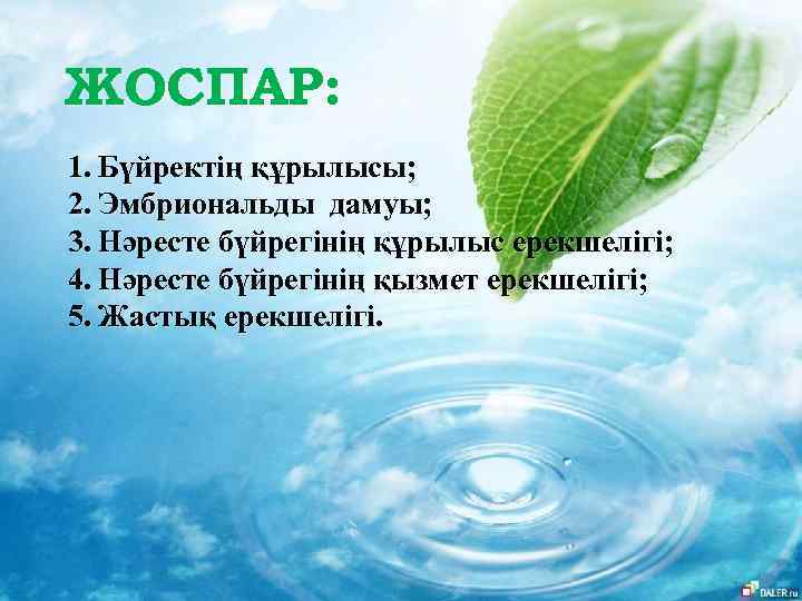 ЖОСПАР: 1. Бүйректің құрылысы; 2. Эмбриональды дамуы; 3. Нәресте бүйрегінің құрылыс ерекшелігі; 4. Нәресте