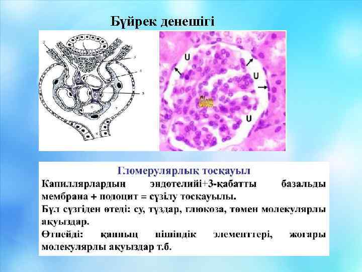 Бүйрек денешігі 