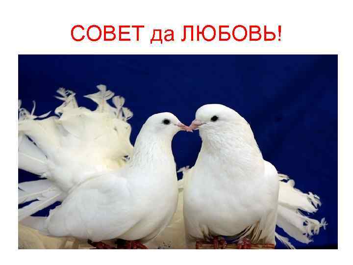 СОВЕТ да ЛЮБОВЬ! 