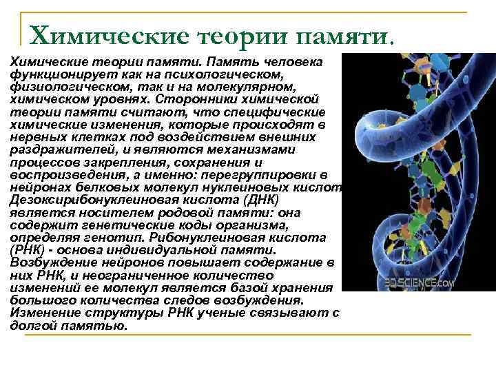 Химические теории памяти. Память человека функционирует как на психологическом, физиологическом, так и на молекулярном,