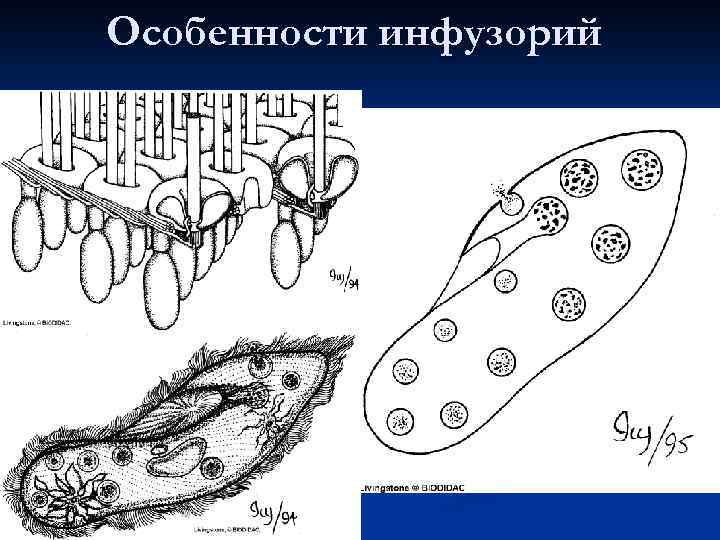 Образ жизни инфузорий. Тип инфузории (Ciliophora). Ресничный аппарат инфузории. Тип инфузории Ciliophora основные черты. Особенности инфузории.