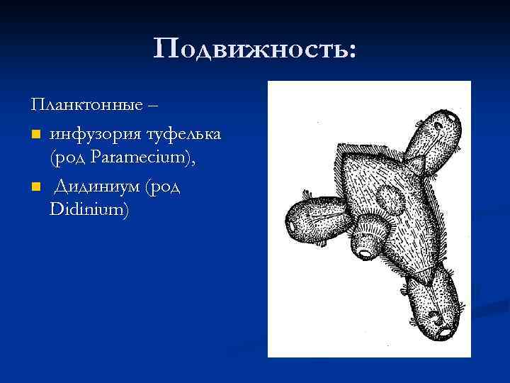 Подвижность: Планктонные – n инфузория туфелька (род Paramecium), n Дидиниум (род Didinium) 