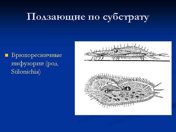 Ползающие по субстрату n Брюхоресничные инфузории (род Stilonichia) 