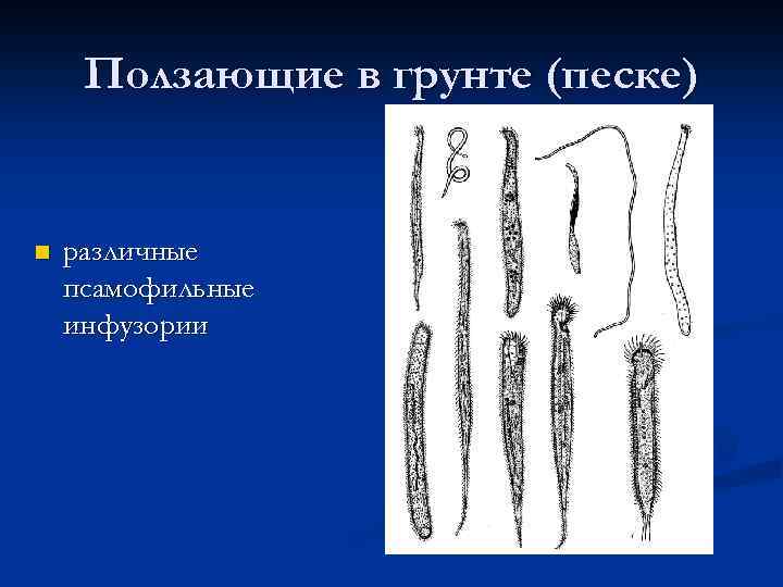 Ползающие в грунте (песке) n различные псамофильные инфузории 