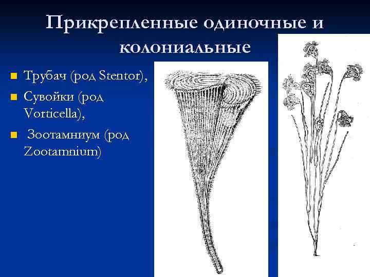 Инфузория трубач рисунок