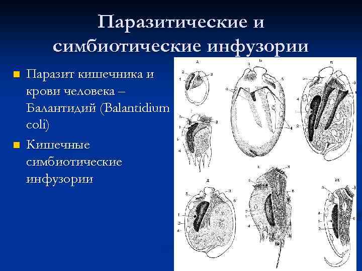 Паразитические и симбиотические инфузории n n Паразит кишечника и крови человека – Балантидий (Balantidium