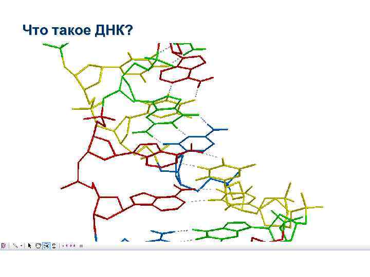 Что такое ДНК? 