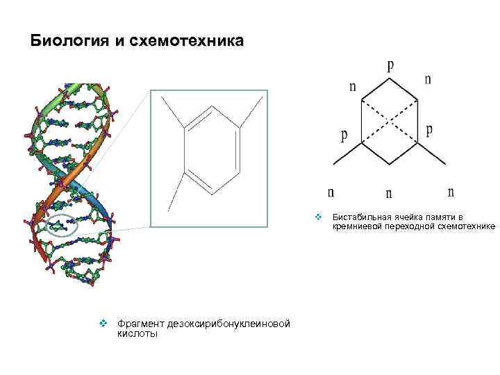 Биология и схемотехника v v Фрагмент дезоксирибонуклеиновой кислоты Бистабильная ячейка памяти в кремниевой переходной