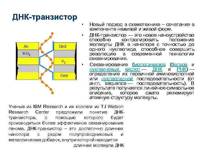 ДНК-транзистор • • • Новый подход в схемотехнике – сочетание в компоненте неживой и