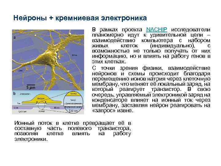 Нейроны + кремниевая электроника В рамках проекта NACHIP исследователи планомерно идут к удивительной цели
