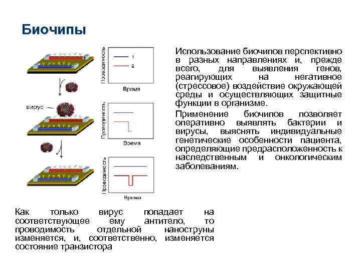 Биочипы Использование биочипов перспективно в разных направлениях и, прежде всего, для выявления генов, реагирующих