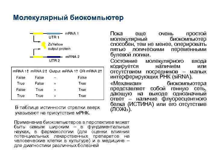 Молекулярный биокомпьютер • • • В таблице истинности стрелки вверх указывают на присутствие м.