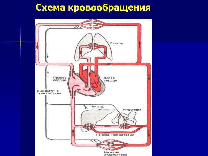 Схема кровообращения 