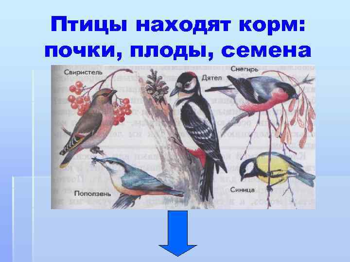 Птицы находят корм: почки, плоды, семена 