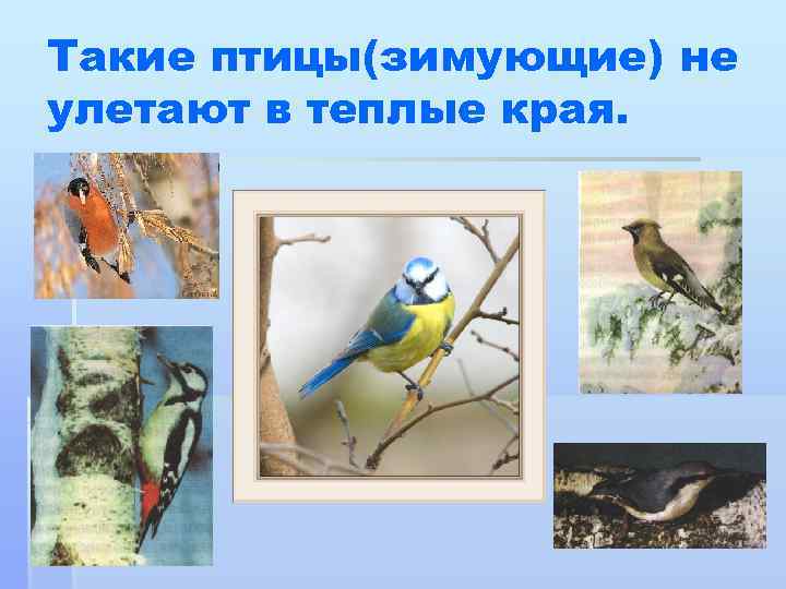 Такие птицы(зимующие) не улетают в теплые края. 
