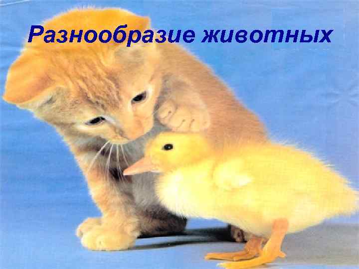 Разнообразие животных 