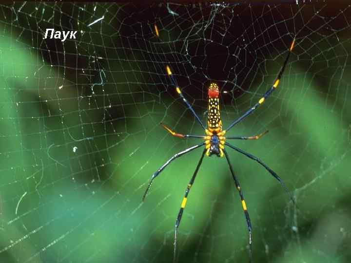 Паук 