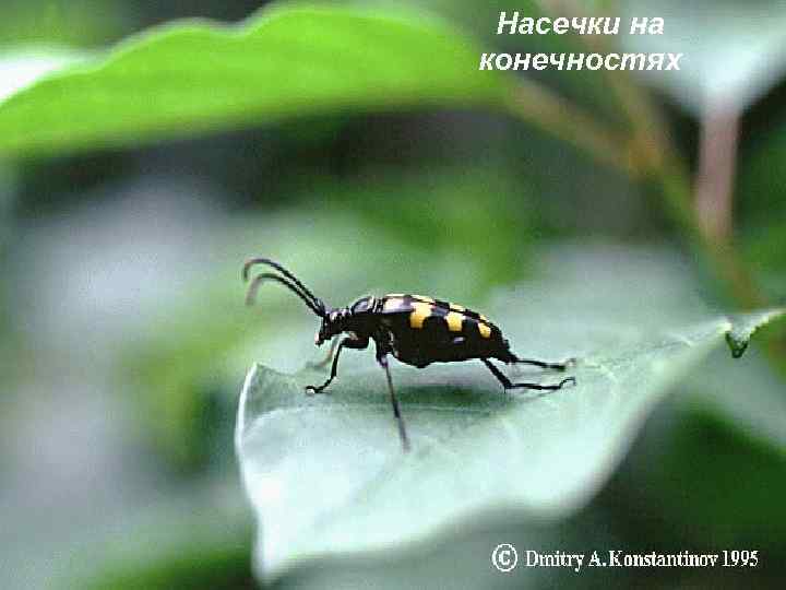 Насечки на конечностях 