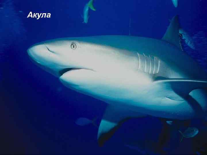 Акула 