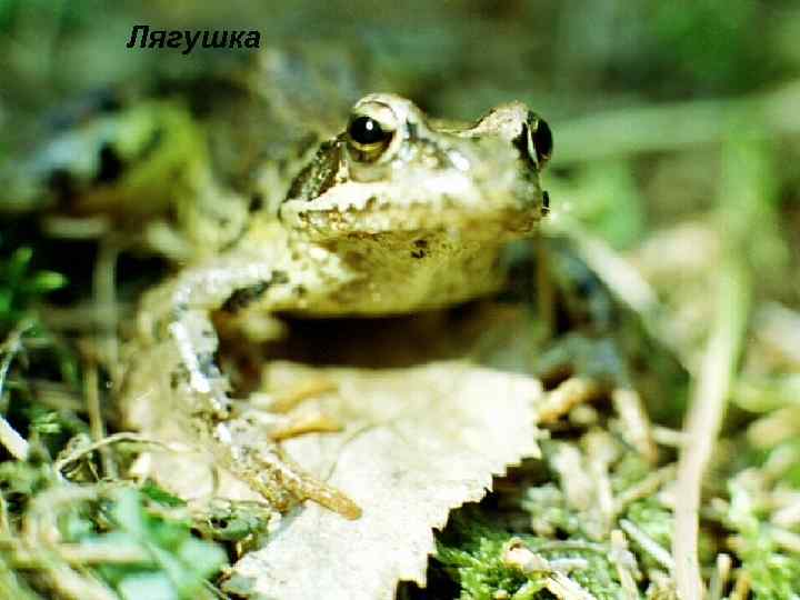 Лягушка 