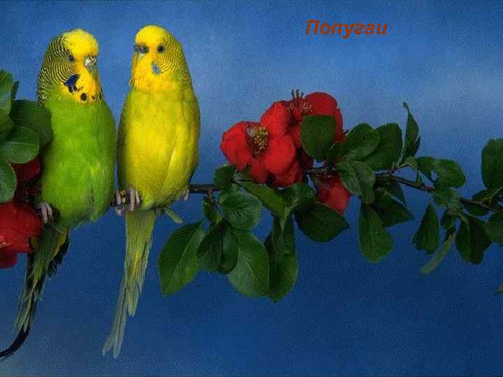 Попугаи 