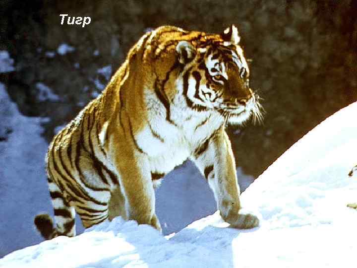 Тигр 