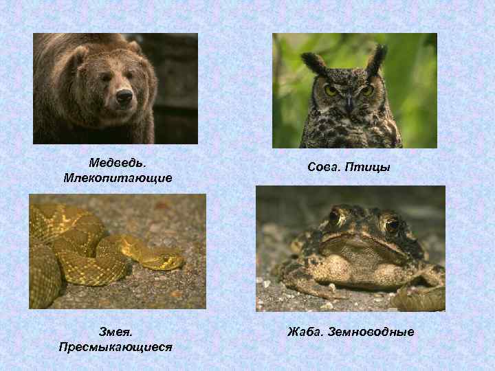 Медведь. Млекопитающие Сова. Птицы Змея. Пресмыкающиеся Жаба. Земноводные 