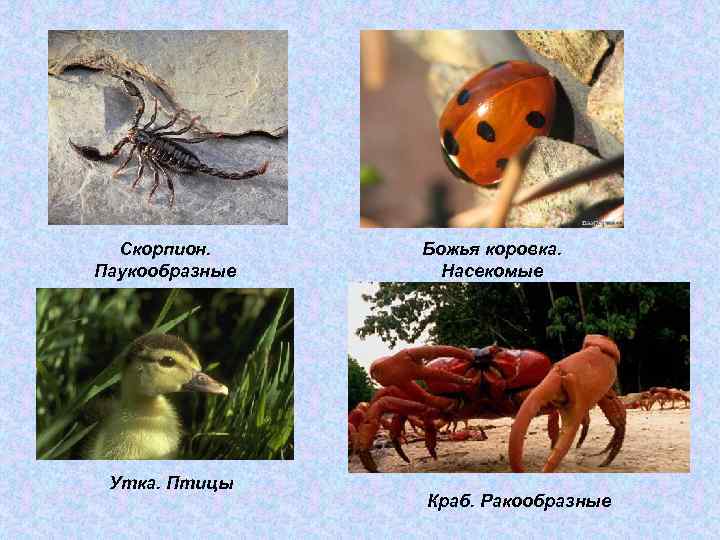 Скорпион. Паукообразные Утка. Птицы Божья коровка. Насекомые Краб. Ракообразные 