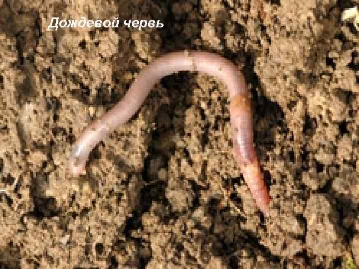 Дождевой червь 
