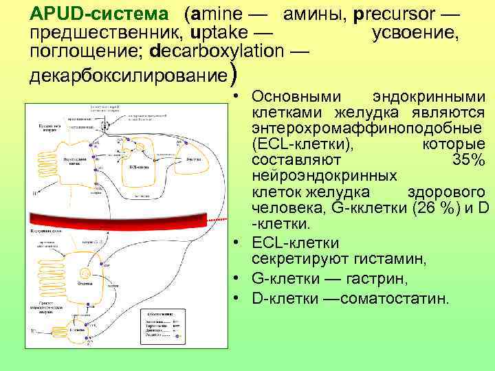 АРUD-система (amine — амины, precursor — предшественник, uptake — усвоение, поглощение; decarboxylation — декарбоксилирование)